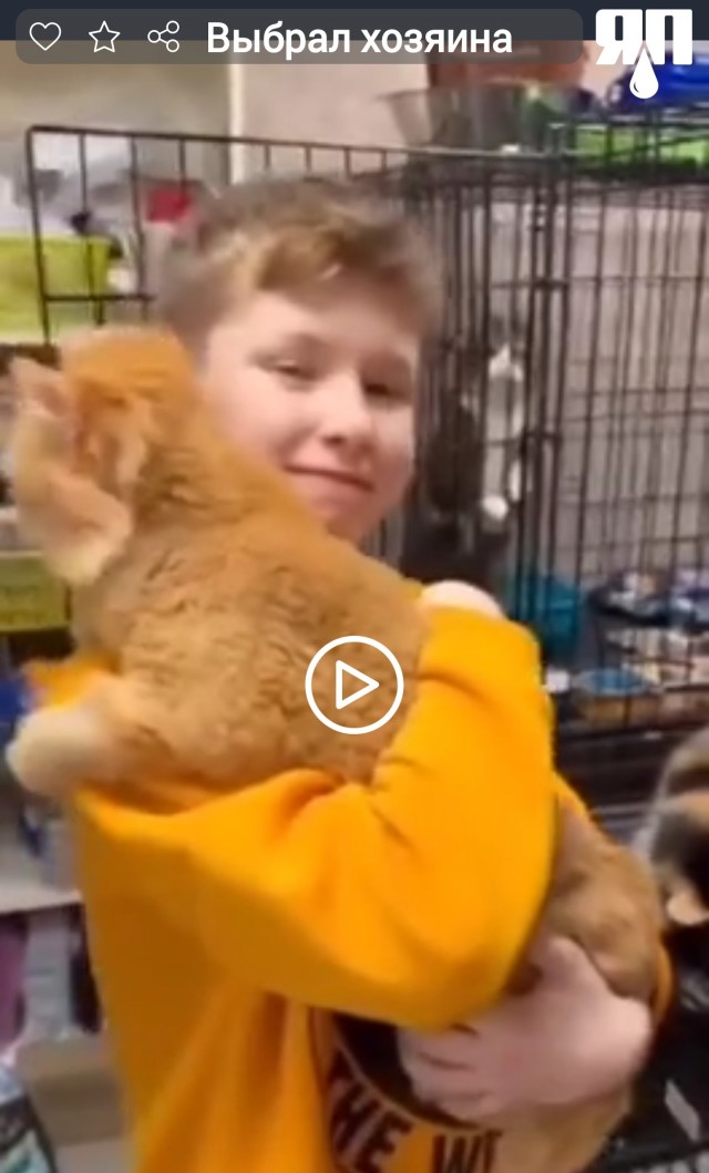 Не ты выбираешь кошку, кошка выбирает тебя