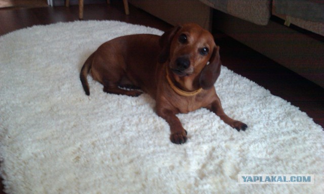 Нападение собаки