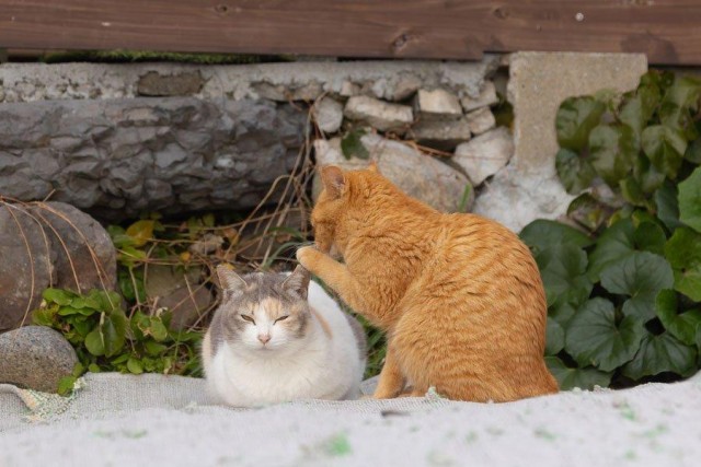 12 самых смешных котов в истории комического конкурса Comedy Pet Photography Awards
