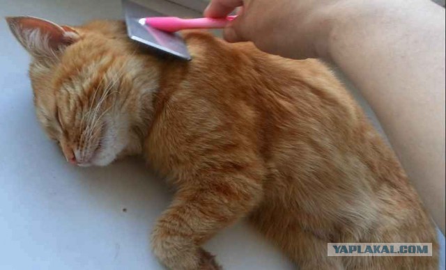 Рыжий и щётка