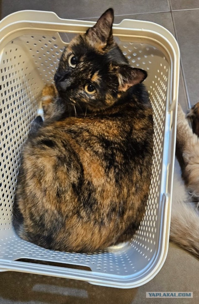 Моя жена не умеет фоткать кота