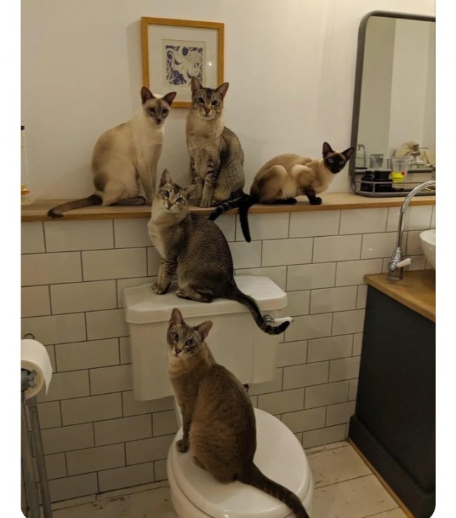 Кошки в санузле.