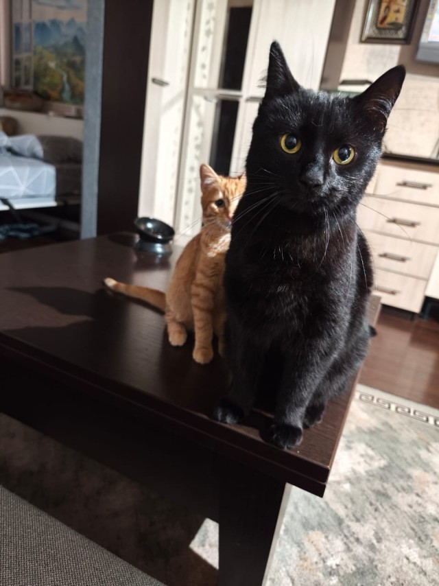 Котик с помойки
