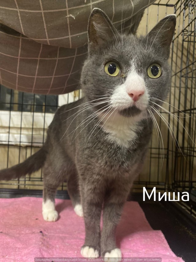 Жизнь домашнего приюта "Котоленд" 520