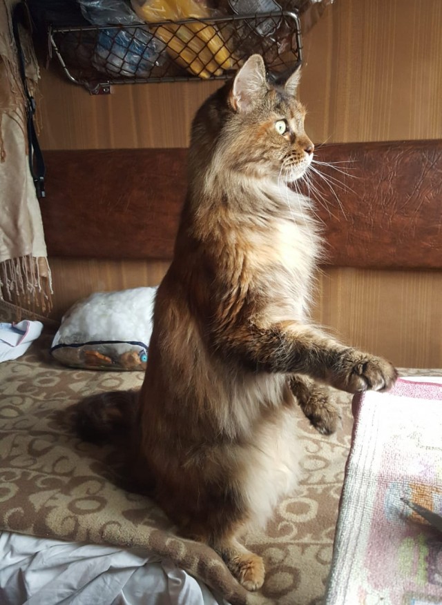 Ну все таки котовторник...