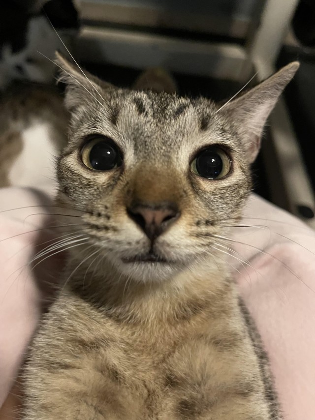 Семь котэ, и все разные