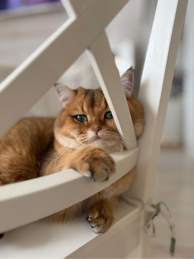 Прибавление в котосемействе.