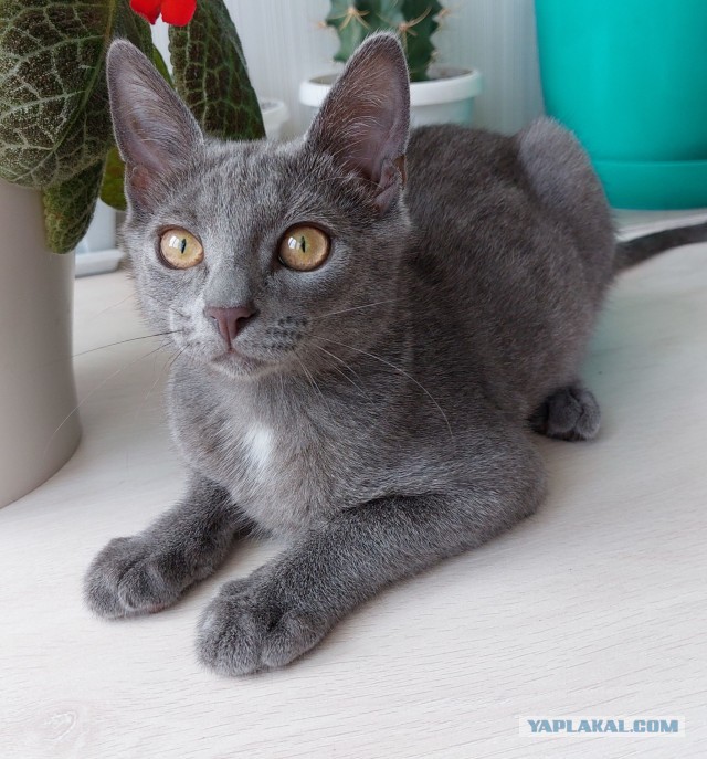 Шерстяные подснежники