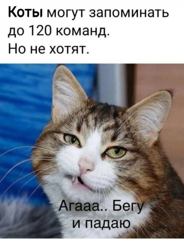 Картиночки, баянчики 29 июня