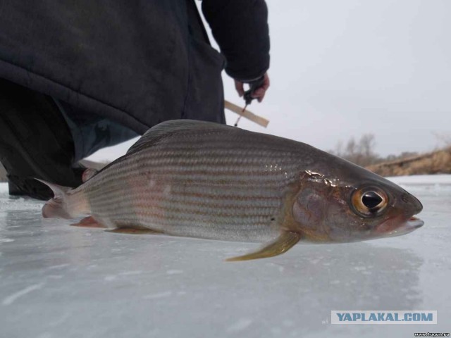 Фото с разных рыбалок