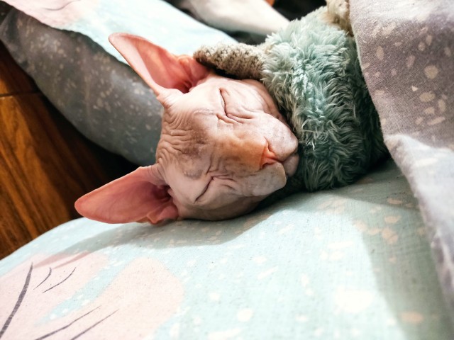Котовторник же ж