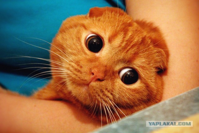 Котовторник 12.11.2013
