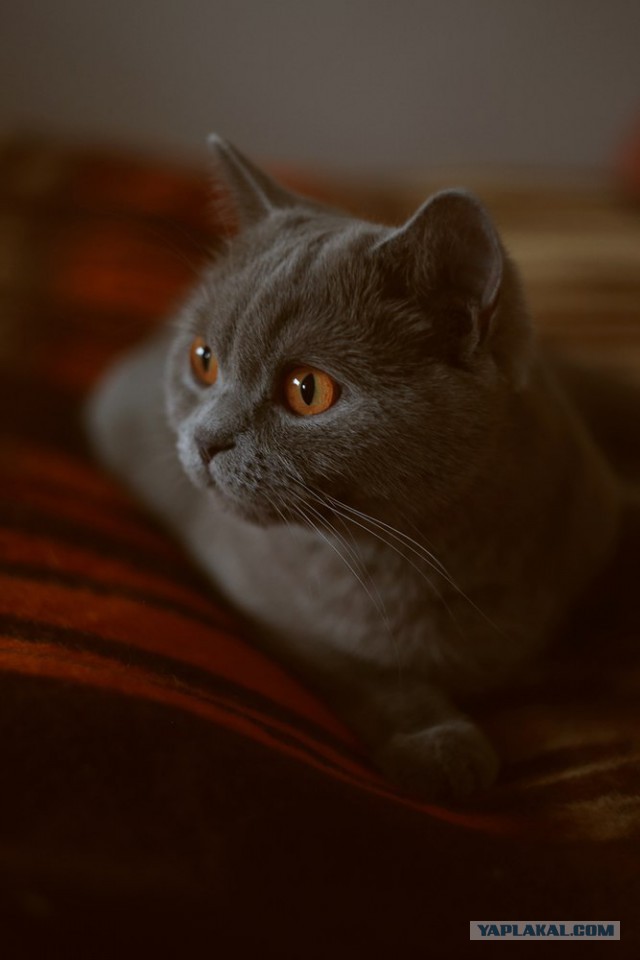 Котовторник 26.11.2013
