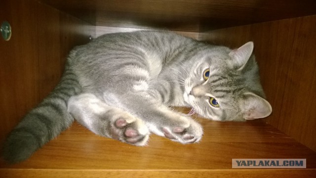 Котовторник 25.02.2014