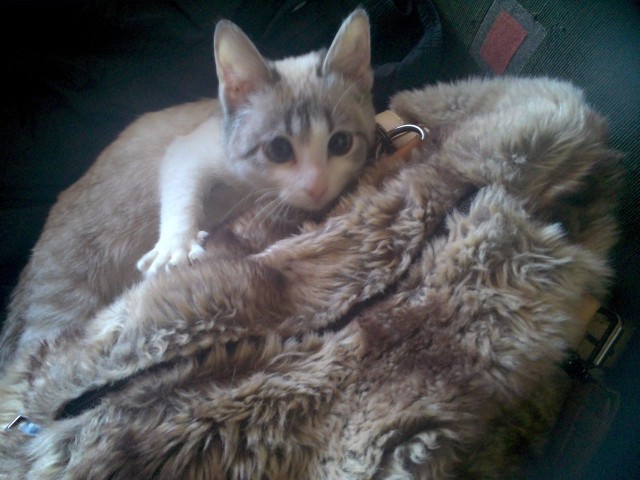 Котовторник 04.03.2014