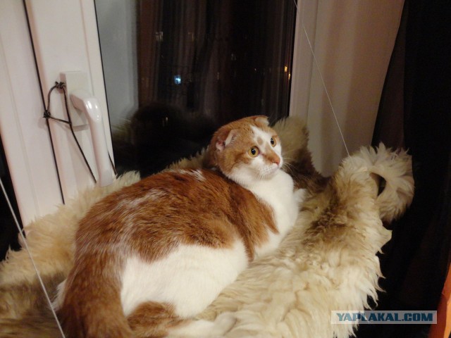 Котовторник 18.03.2014