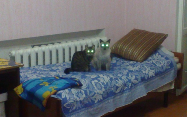Котовторник 12.08.2014