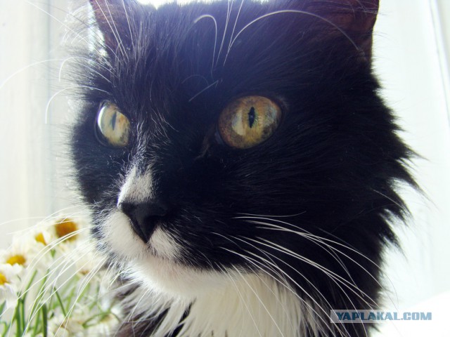 Котовторник 23.12.2014