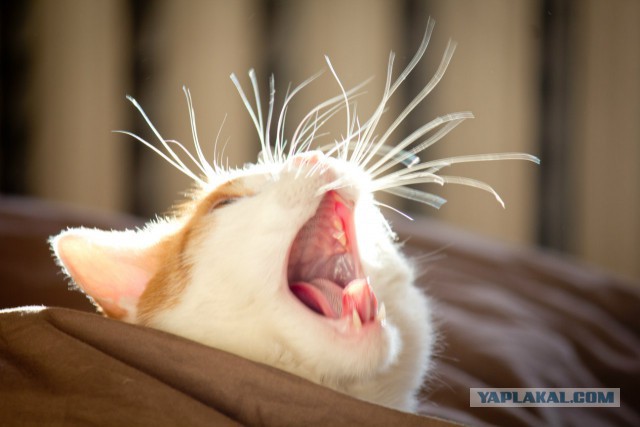 Котовторник 06.01.2015