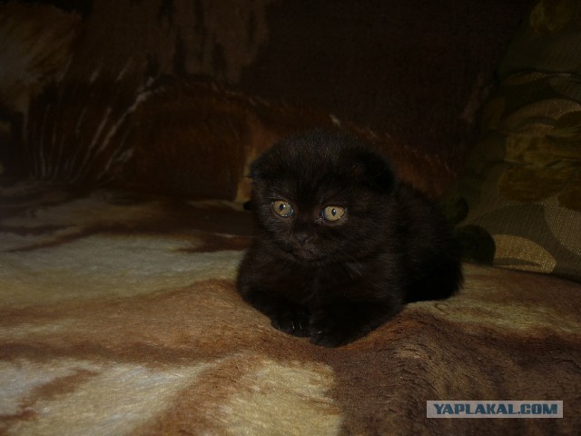 Котовторник