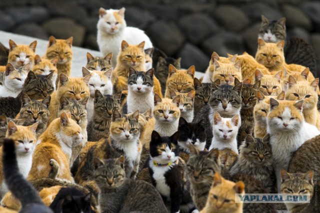Почему на 15 японцев по статистике сотня котэ.