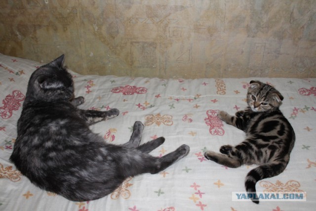 Кот по имени Бобо