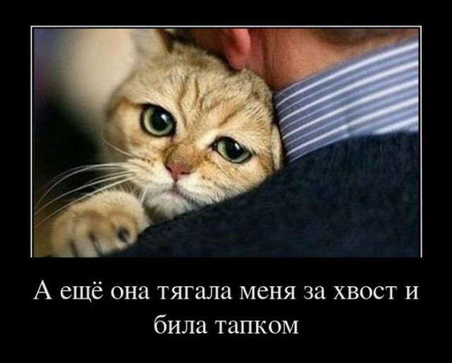 Котовторнику посвящается.