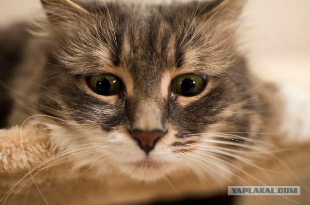 Котовторник  21.07.2015