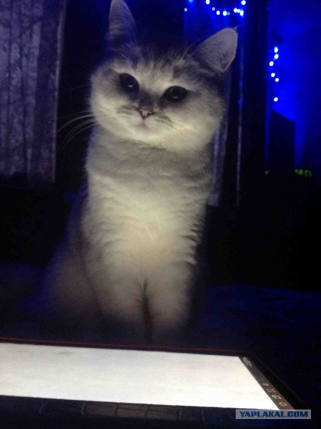 Котовторник  21.07.2015