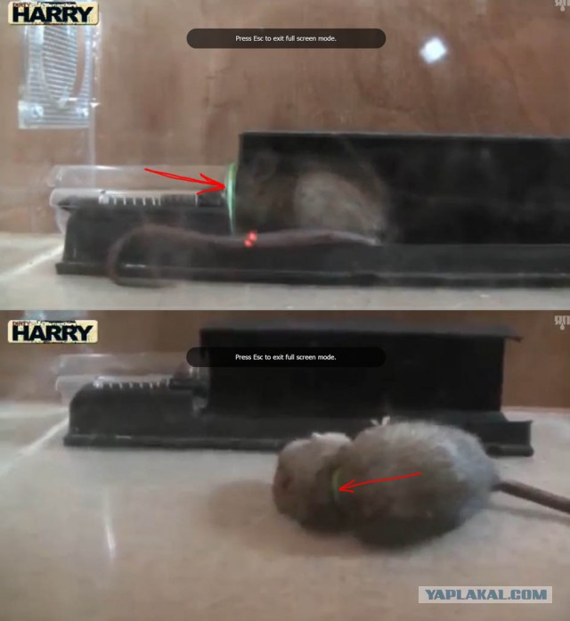 Японская мышеловка