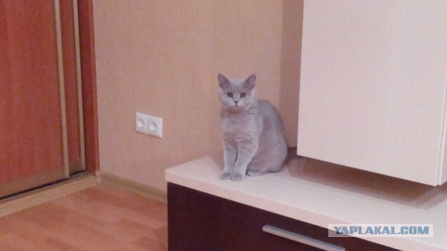 Котовторник 02.02.2016