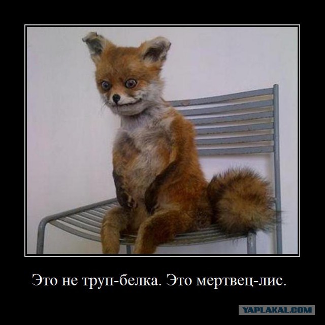 Тонкостей русского языка псто