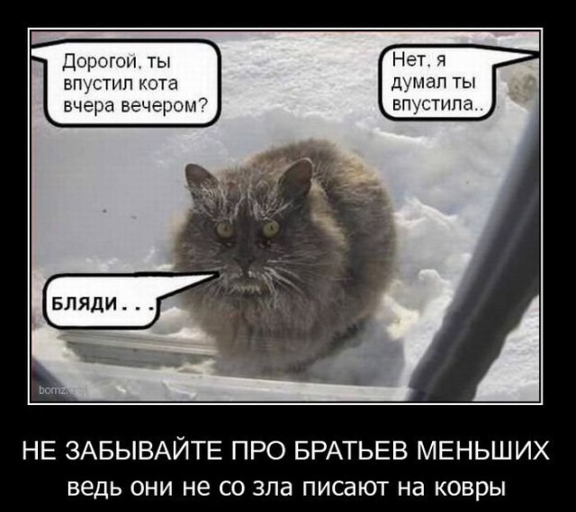 Демы к котовторнику!