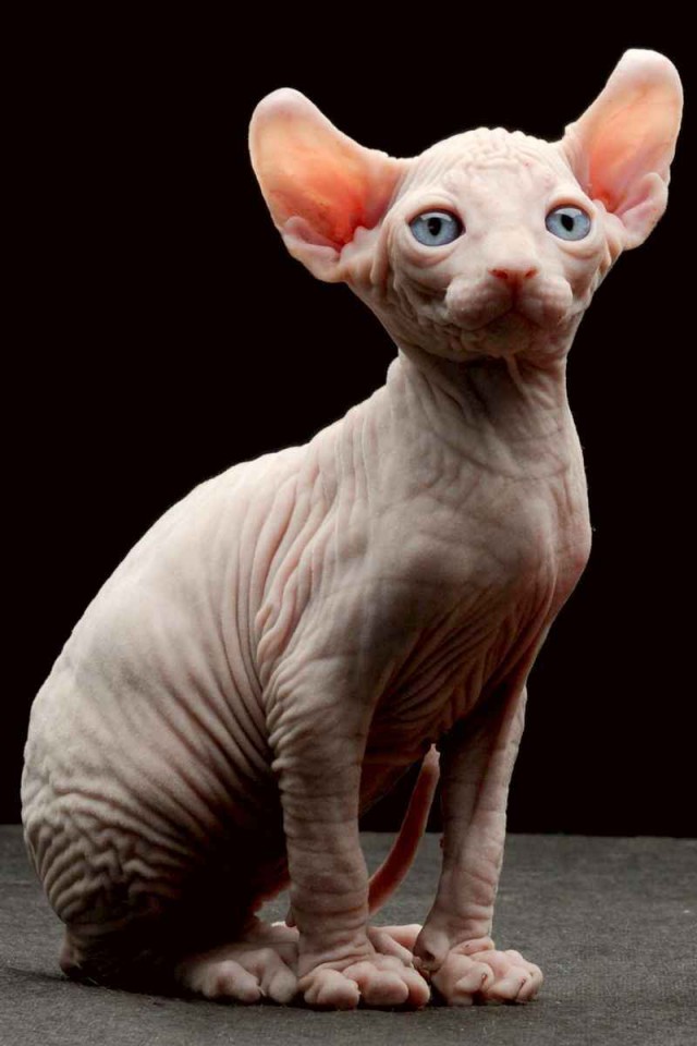 Коты из сети