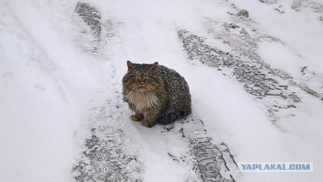 Котовторник 10.01.2017