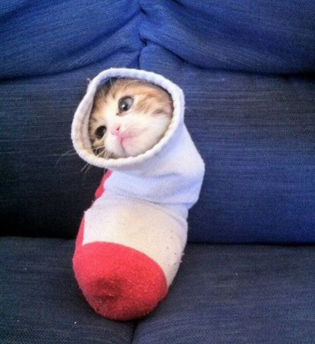 Коты и Кошки