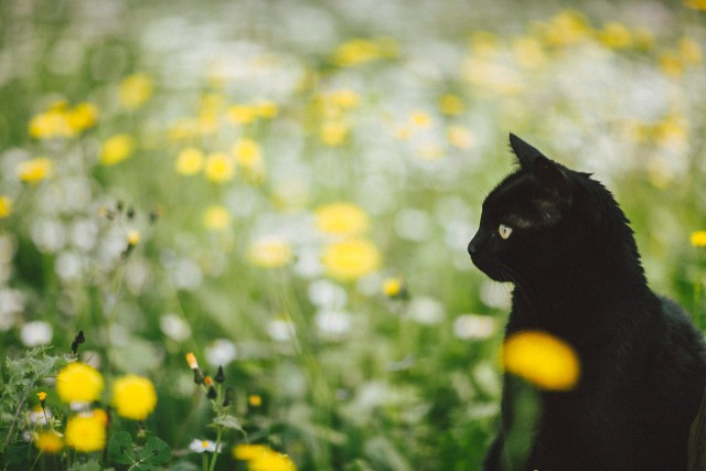 Коты и Кошки