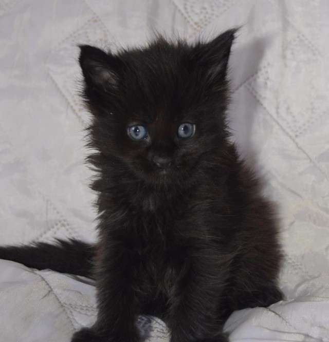 Коты и Кошки