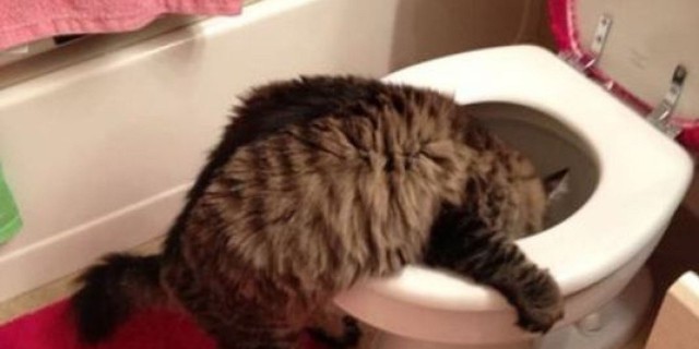 Коты и Кошки
