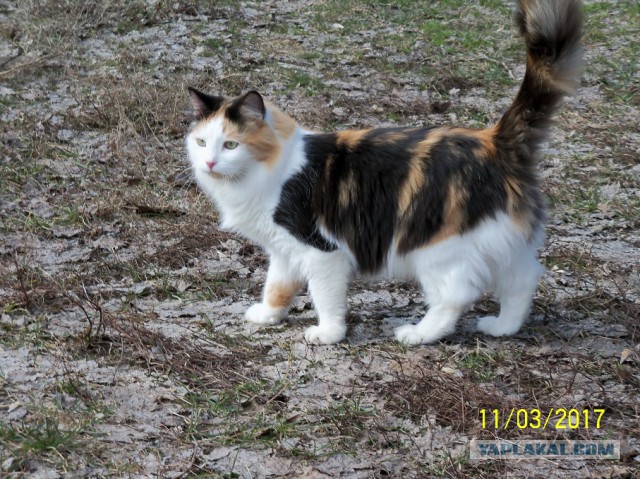 О бенгальских котах на наглядном примере