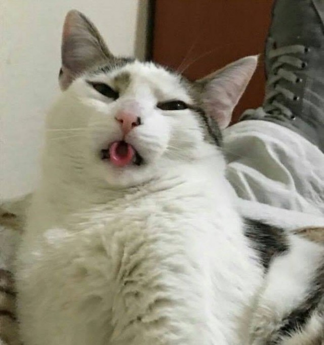 24 кота, которые подняли дерзость на новый уровень