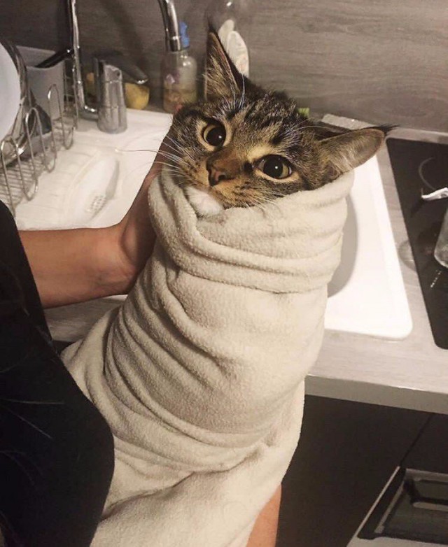 Коты и Кошки