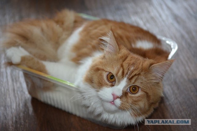 Котовторник