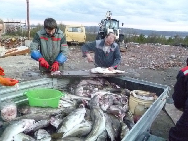 Продолжаем ловить треску на Балтике, пока погода благоволит.