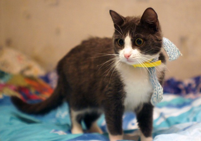 Котовторник 20.02.18