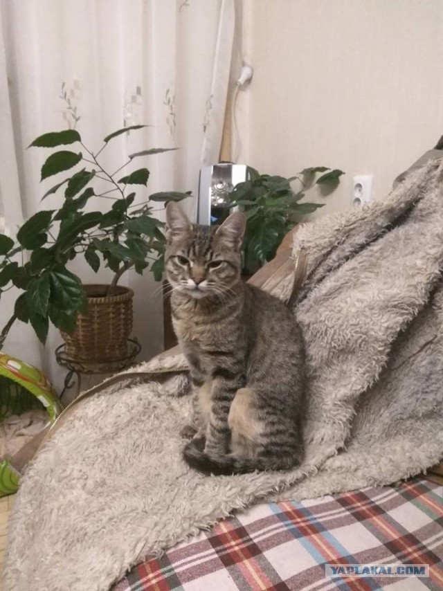 Котовторник 20.02.18