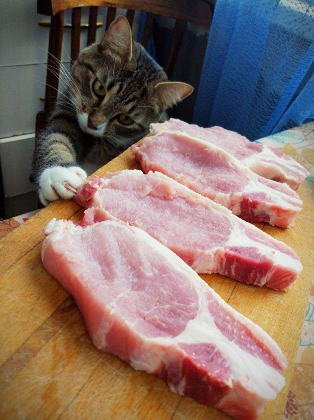 Прикольных котов пост