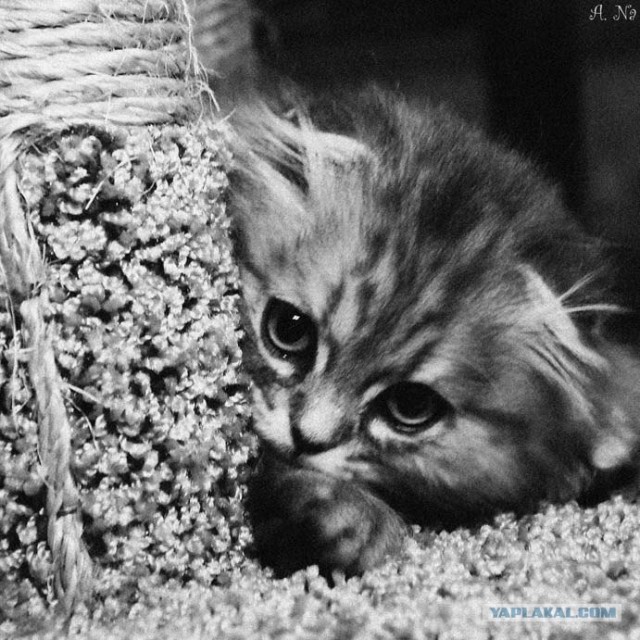 Ура, котовторник! (01.07.2008)