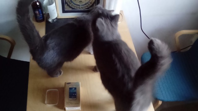 Кошка радостно играется в луже