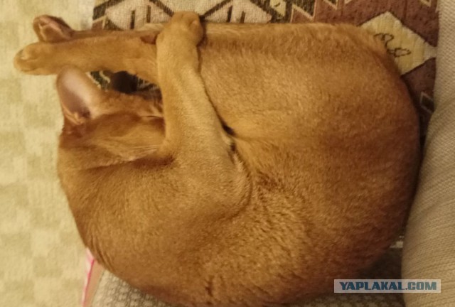 Котовторник 11.09.18.